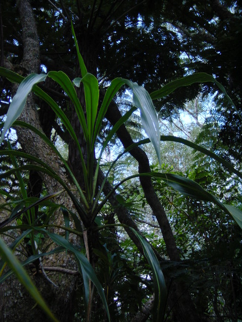 r&eacute;union.nov 2008.11.jpg