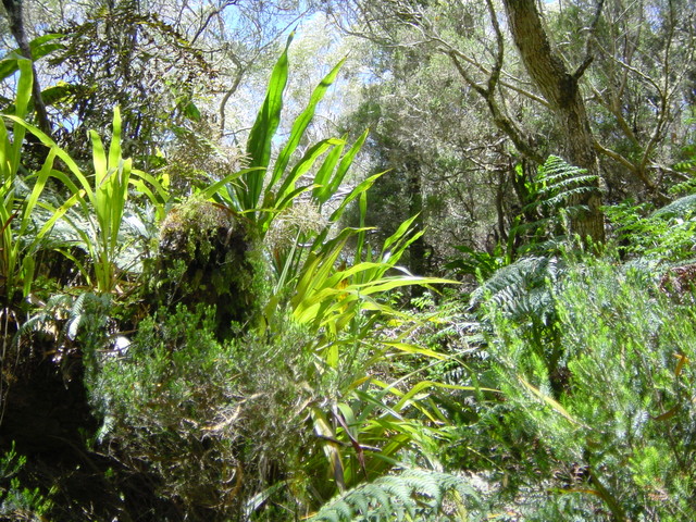 r&eacute;union.nov 2008.12.jpg