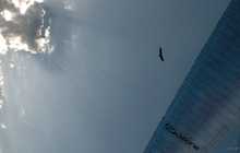 Re-vol au col de Trappe, Sederon (juin 2013) - avec le jeune vautour fauve.
