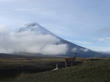 dim 12 nov 2006 - Cotopaxi et lamas