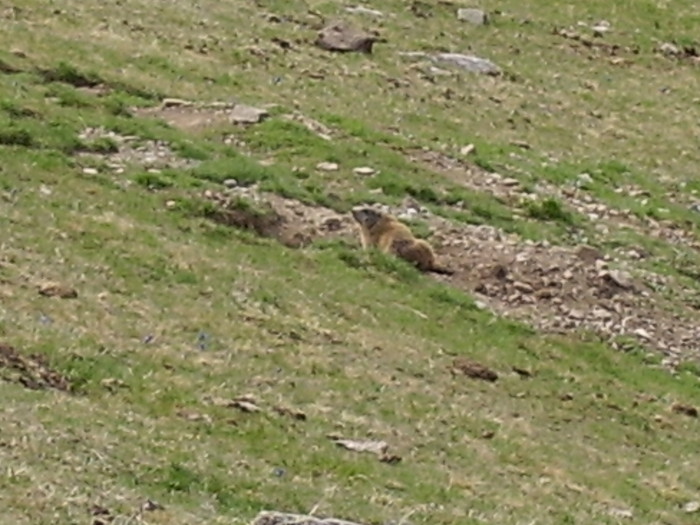 Le plateau est le paradis des marmottes mais elles ne se laissent pas photographier facilement.