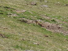 Le plateau est le paradis des marmottes mais elles ne se laissent pas photographier facilement.