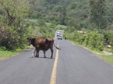 Un vache qui prends la route tout en alimentant son petit... C'est ca le Mexique !