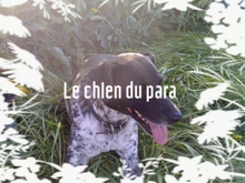 chien de vincent.jpg