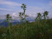 Chardons devant les falaises du Vercors