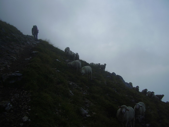 et nous avons entendu bien avant de les voir ce troupeau de moutons