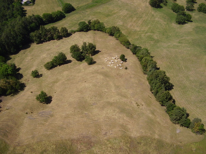 A St Jean, les vaches regardent passer les parapentes