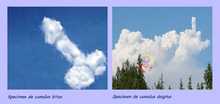 specimen-cumulus
